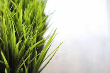 ahşap bir masa üzerinde lezzetli fındık