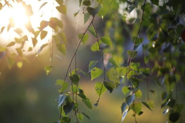 Bahar doğası. Bahar öğleden sonra sulu genç yeşillik.