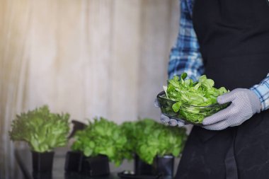 Önlüklü ve eldivenli sakallı adamın elinde bir kase taze yeşil S var.