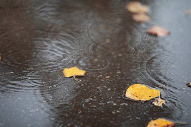 parkta sonbahar yağmur