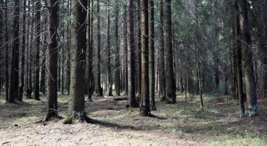 Çam ormanı. Bir ormanın derinliklerinde. Orman yolları ile yolculuk. T