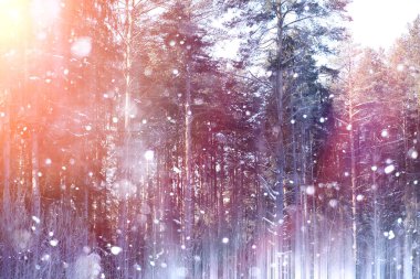 Güneşli bir kış orman. Ormanda bir karlı manzara