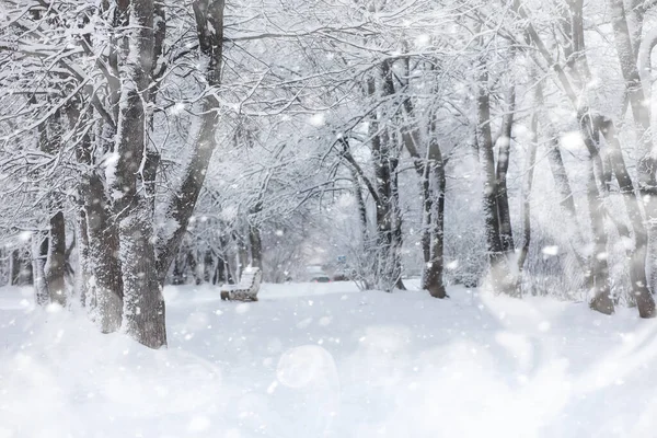 冬季风景。 在雪地下的森林 公园里的冬天. — 图库照片