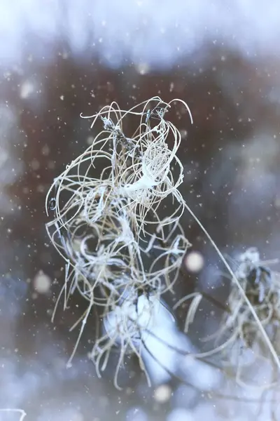 Las heladas en la planta en invierno — Foto de Stock