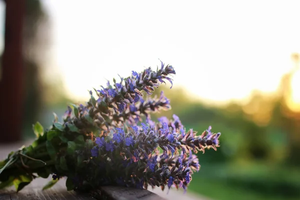 Lavanta çiçek yaz grup akşam günbatımı — Stok fotoğraf