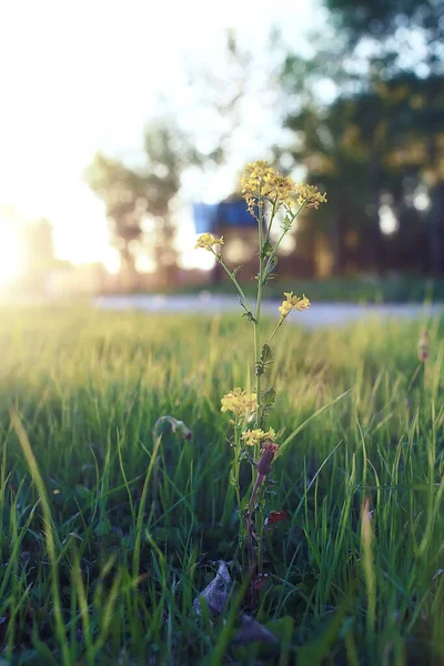 Wild flower na zelené louce v jarní večerní červánky hodina — Stock fotografie