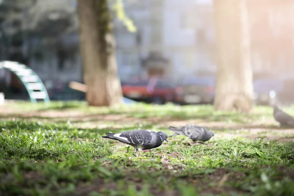 여름날 새벽에 공원의 풀밭에 비둘기 — 스톡 사진