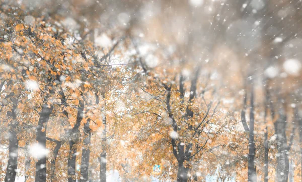 Parco autunnale sullo sfondo nella prima neve — Foto Stock