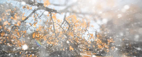 最初の雪の背景秋の公園 — ストック写真