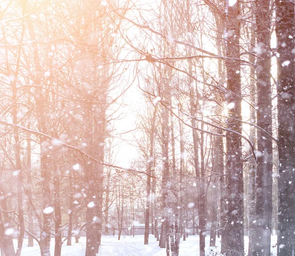 Zima Krajobraz snow pokryte połaci. Zima w parku — Zdjęcie stockowe