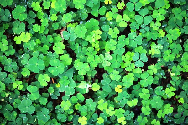 Background from plant clover four leaf. Irish traditional symbol — Stock Photo, Image