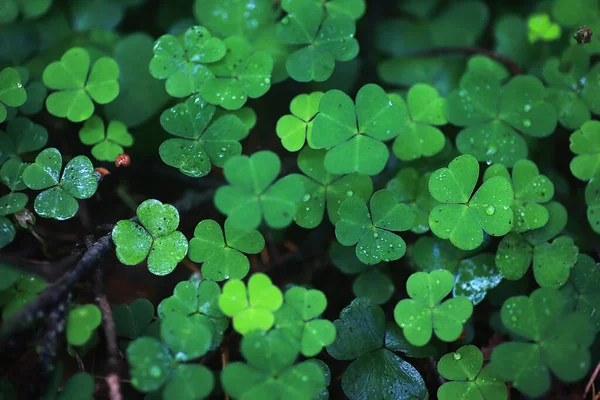 Fondo del trébol de la planta de cuatro hojas. Símbolo tradicional irlandés — Foto de Stock