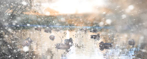 Hintergrund Herbst Park im ersten Schnee — Stockfoto