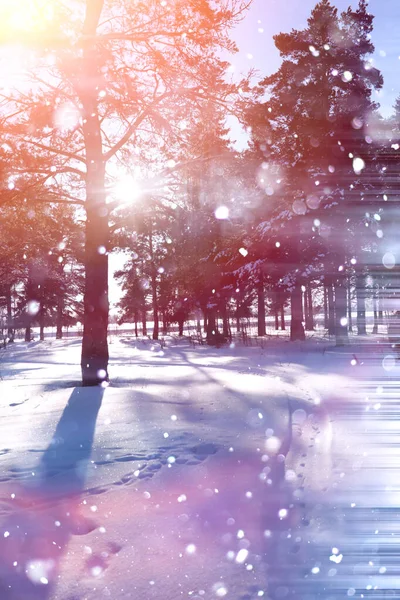 Winter forest op een zonnige dag. In het bos op een besneeuwd landschap — Stockfoto
