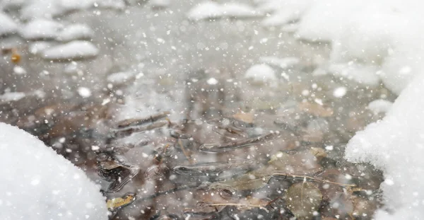 Parque de Inverno sob a neve. Uma tempestade de neve no parque da cidade. Parque f — Fotografia de Stock