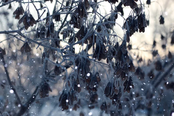Frost Auf Ästen Mit Blättern Sonnigen Tagen — Stockfoto
