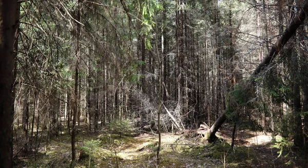 Bosque de pinos. Profundidad de un bosque. Viaje a través de senderos forestales. T — Foto de Stock