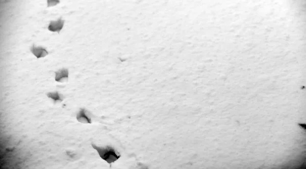 Fußabdrücke im Schnee. Fußspuren auf dem ersten Schnee. Impressum und — Stockfoto