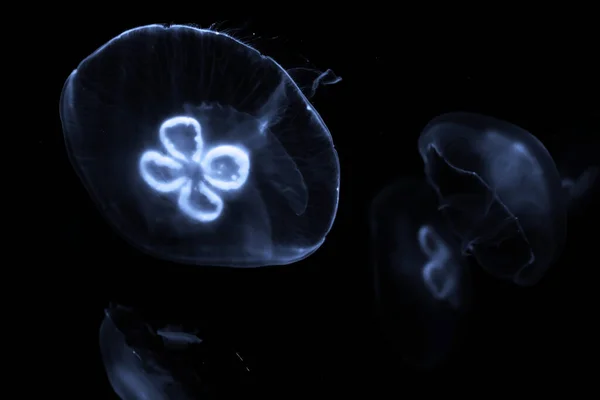 Blue jellyfish swim under water — Stock Photo, Image