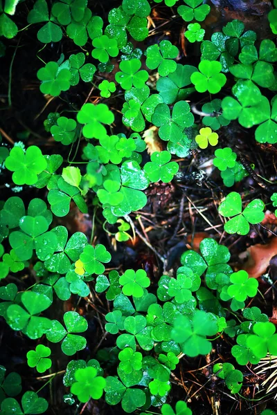 Background from plant clover four leaf. Irish traditional symbol — Stock Photo, Image