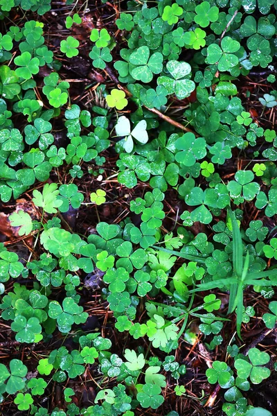 Achtergrond van plant Klavervier blad. Iers traditioneel symbool — Stockfoto