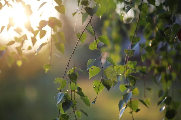 Nature Printanière Jeunes Verts Juteux Printemps Après Midi — Photo