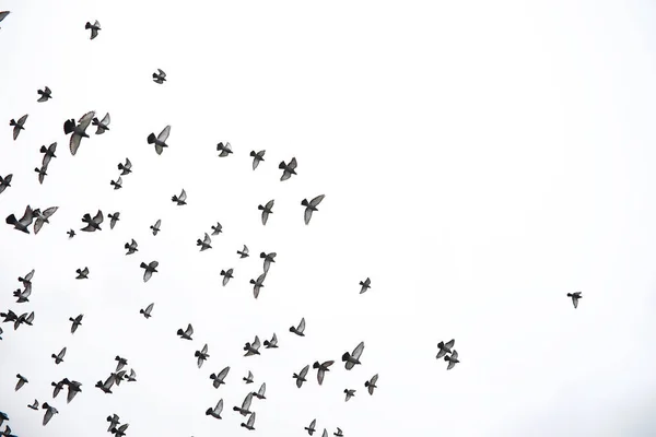 Bir sürü Güvercin gökyüzünde uçar. Kuşlar uçmak karşı s — Stok fotoğraf