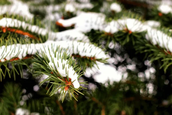 Winter fir tree sunlight — Stock Photo, Image