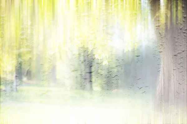 비오는 공원의 — 스톡 사진