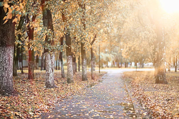 Autumn rain in the park — Stock Photo, Image