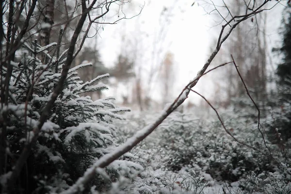 Winter forest. Landscape of winter forest on a sunny day. Snow-c