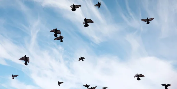 Um bando de pombos voa pelo céu. Aves voam contra o s — Fotografia de Stock