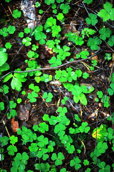 Bakgrund från växt klöver fyra blad. Irländsk traditionell symbol — Stockfoto