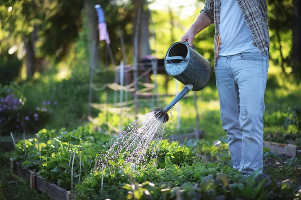 Seorang petani menyirami kebun sayur — Stok Foto