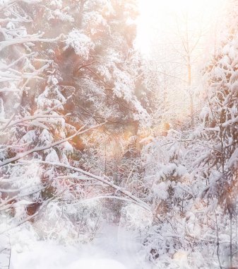 Kış manzarası. Karların altındaki orman. Parkta kış.