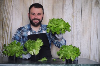 Çiftçi taze marul yaprakları lezzetli d hazırlanması için büyür