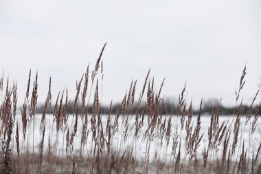 Kış orman. Güneşli bir kış orman manzara. Kar-c