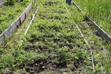 Yatay yaz mevsimindeyiz. Yeşil ağaç ve otların arasında kırsal arazi