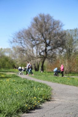 Bahar doğa. Yaprakları ve çalılar ilk yeşil yaprakları ile 