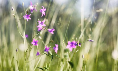 Yatay yaz mevsimindeyiz. Yeşil ağaç ve otların arasında kırsal arazi