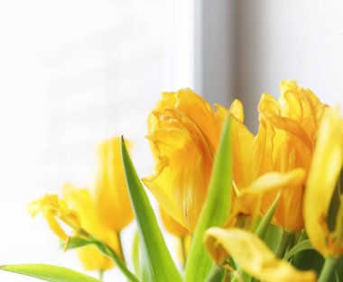 Pencere kenarındaki vazoda bir buket sarı lale. Kırmızı lale çiçeklerinden bir kadın günü hediyesi. Pencerenin yanındaki vazoda güzel kırmızı çiçekler
