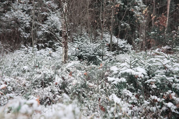 Floresta de Inverno. Paisagem de floresta de inverno em um dia de sol. Neve-c — Fotografia de Stock