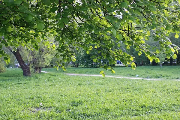 Parque en la ciudad, brotes jóvenes de árboles en primavera — Foto de Stock