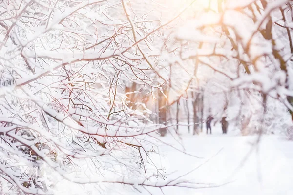 Paesaggio invernale. Foresta sotto la neve. Inverno nel parco . — Foto Stock