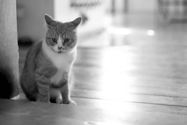 Uitzicht Het Schattige Katje Kamer Zwart Wit Foto — Stockfoto