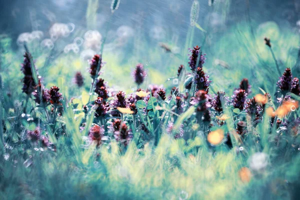 Flor salvaje. Flores pequeñas en un prado verde . — Foto de Stock