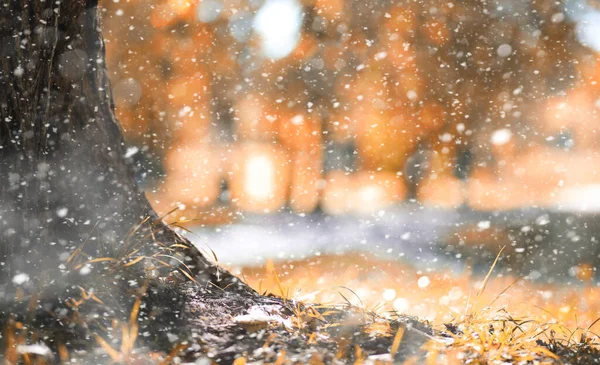 İlk karda sonbahar parkı — Stok fotoğraf