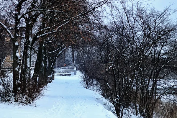 Allée arbre parc hiver — Photo