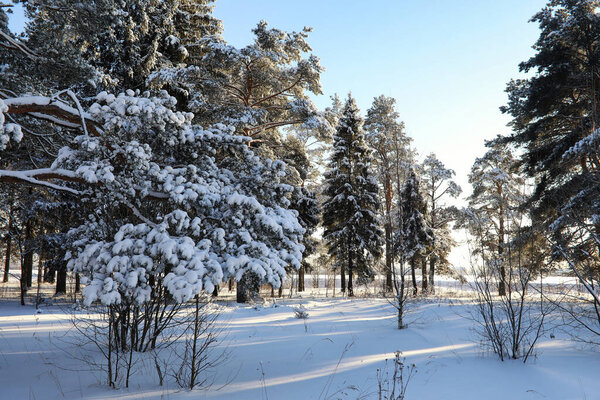 Pine forest after a heavy snow storm on a sunny winter day