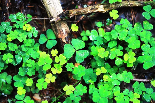 Background from plant clover four leaf. Irish traditional symbol — Stock Photo, Image